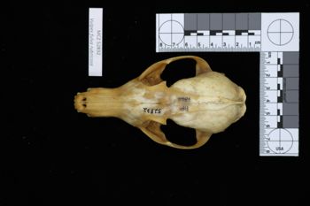 Media type: image;   Mammalogy 52832 Description: Image of skeleton specimen - dorsal view. dorsal view of skull.;